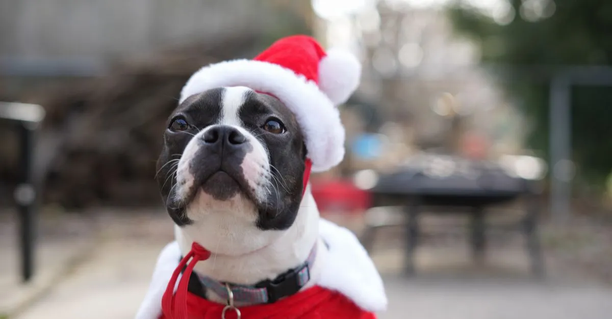Adorable Boston Terrier dressed as Santa Claus, adding a festive touch.